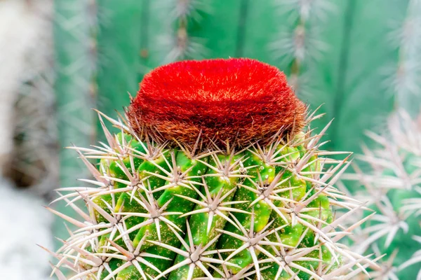 Red blooming cactus flower on top of green cactus on rock garden — Stock Photo, Image