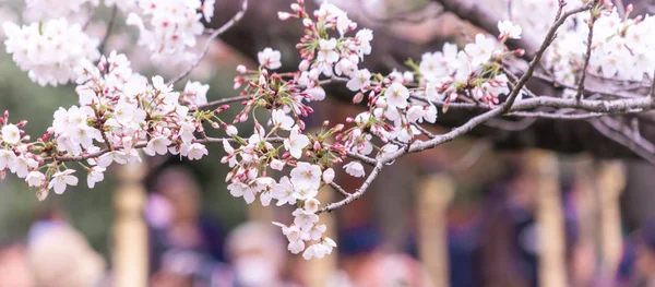 Sakura Kiraz Çiçeği Çiçeği ve Dalları kapalı çekim — Stok fotoğraf