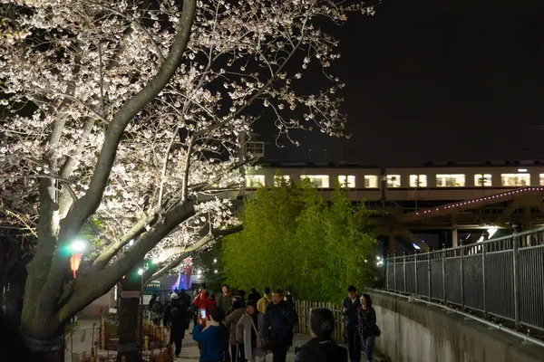 La gente sta osservando il fiore di ciliegio lungo la riva del fiume Sumida . — Foto Stock