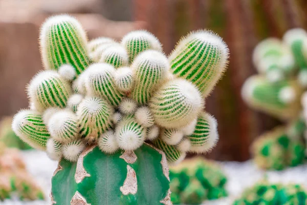 Zelený kaktusový pohled na skalní zahradu — Stock fotografie