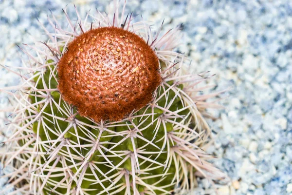 岩の庭の緑のサボテンの上に赤く咲くサボテンの花 — ストック写真