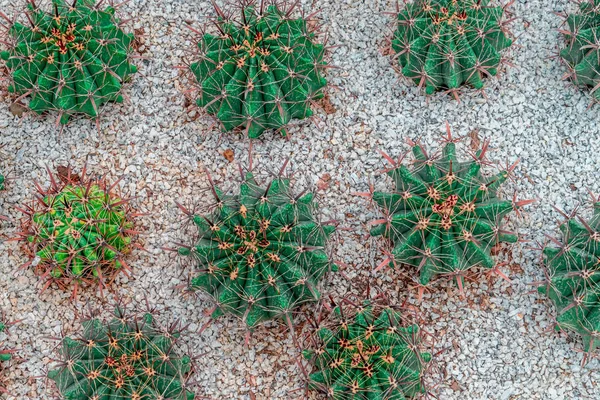 Zelený kaktusový pohled na skalní zahradu — Stock fotografie