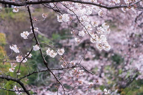 Закритий постріл Сакура Цвітіння вишні квітів і гілок — стокове фото