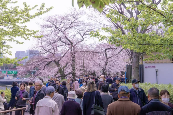 Turistler Chidorigafuchi güzel Cherry Blossom görüntüleme 