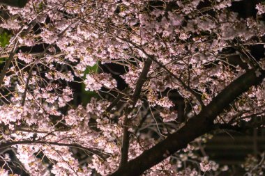Gece Kiraz blssom ağaç kadar Işık vurdu kapalı
