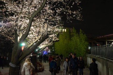 İnsanlar Sumida nehir kıyısındaki Kiraz Çiçeği'ni seyreder..
