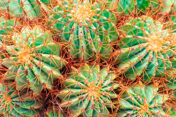Zelené kaktusy s výhledem na skalní zahradu s červeným trnem — Stock fotografie