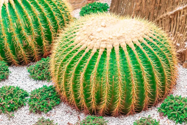 Cactus verde con spina rossa vista dall'alto sul giardino roccioso — Foto Stock