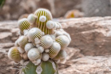 Kaya bahçesinde Yeşil Kaktüs üst görünümü