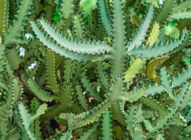 Kaya bahçesinde diken üst manzaralı Yeşil Kaktüs