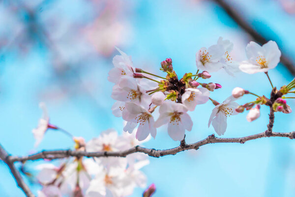 Closed up shot of Sakura Cherry Blossom Flower and Branches
