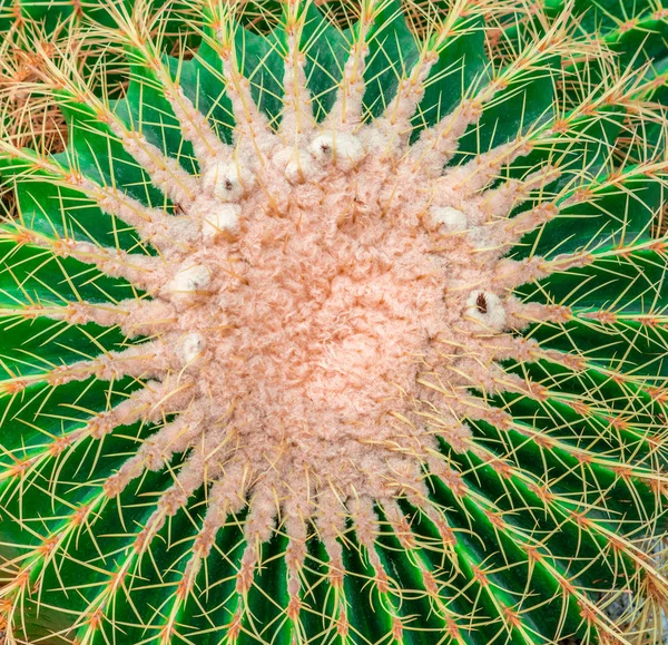 Cactus verde vista dall'alto sul giardino roccioso — Foto Stock
