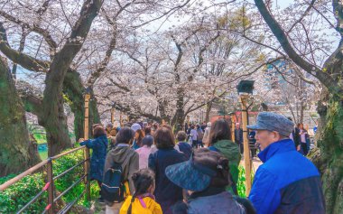 Turistler Chidorigafuchi güzel Cherry Blossom görüntüleme 