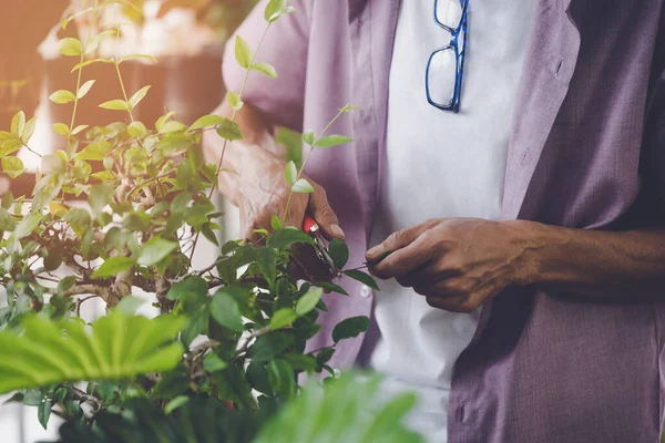 Sénior Aposentado Homem Está Cortando Planta Dentro Seu Jardim Casa — Fotografia de Stock