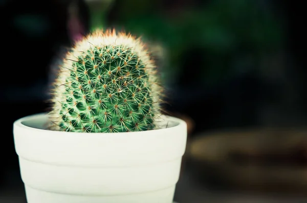 Pequeño Pote Cactus Sobre Fondo Oscuro Cerrado Tiro —  Fotos de Stock