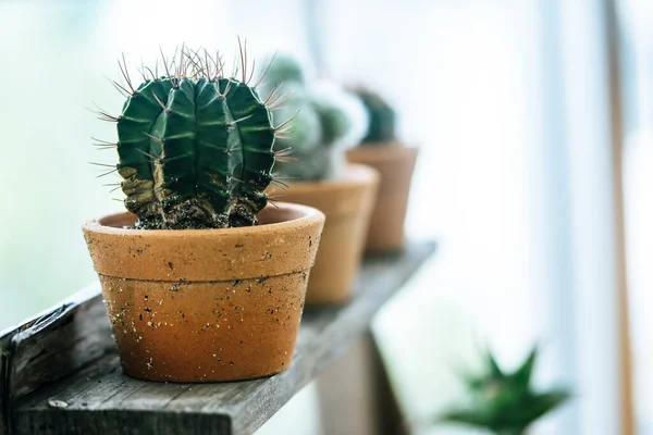 Pequeñas Macetas Cactus Estante Madera Jardín Casero —  Fotos de Stock