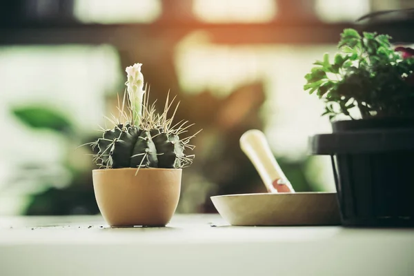 Pequeño Pote Cactus Sobre Fondo Whtie Luz Brillante —  Fotos de Stock