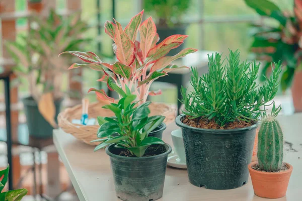 Planten Cactus Een Huis Kas Tuin — Stockfoto