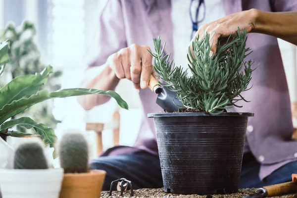 Sénior Aposentado Homem Está Plantando Dentro Sua Casa Para Aposentadoria — Fotografia de Stock