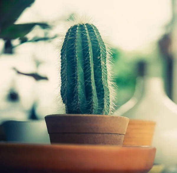 Small Cactus Pot Whtie Background Bright Light — Stock Photo, Image