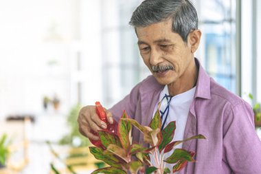 Mutlu emekli adam saksıya gülümseyerek su püskürtüyor..