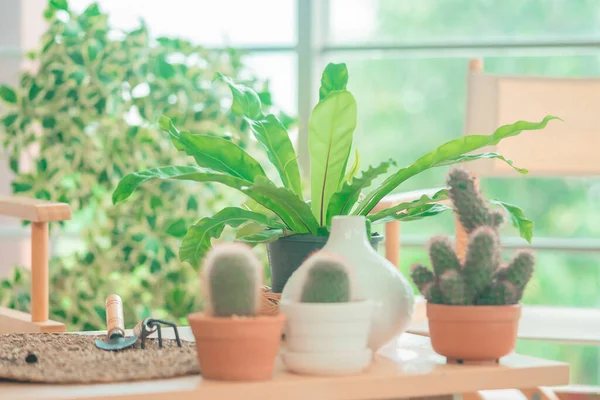 Plantas Cactus Jardim Estufa Casa — Fotografia de Stock