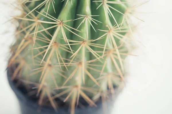 Kleine Cactus Pot Witte Achtergrond Helder Licht — Stockfoto