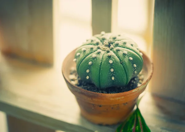 Kleine Cactus Pot Witte Achtergrond Helder Licht — Stockfoto