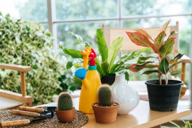 Ev içi serada bahçe malzemesi masasında renkli ev eşyaları..