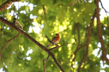 Ağaç dalındaki yeşil tırtıllı Robin kuşu.