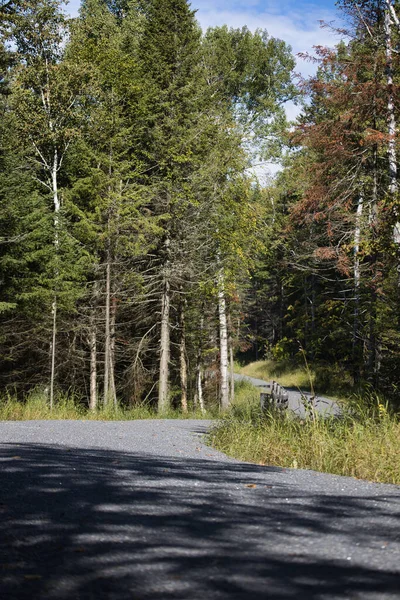 Ağaçlarla çevrili güzel bir sonbahar yolu manzarası