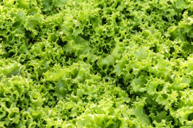 Satılık maruz ayrıntı yeşil ve taze organik marul yaprakları
