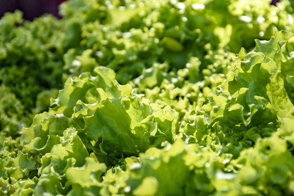 Detail Der Grünen Und Frischen Bio Salatblätter Zum Verkauf Ausgesetzt — Stockfoto