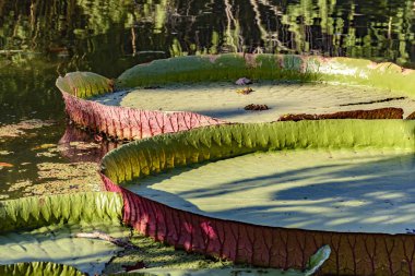 Victoria regia, sucul bitki bir göl suları üzerinde yüzen Amazon bölgesinin tipik