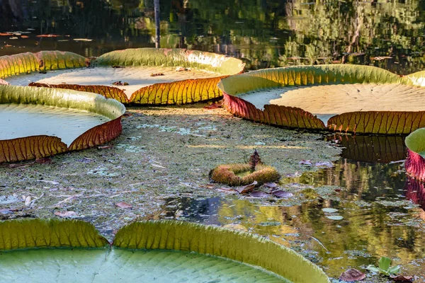 Victoria regia, sucul bitki bir göl suları üzerinde yüzen Amazon bölgesinin tipik