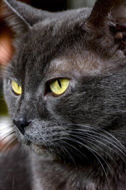 Sarı gözleri ve koyu gri kedi closeup