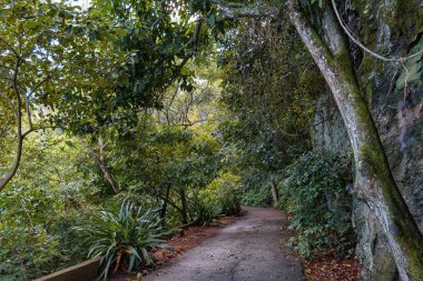 Ağaçlar ve bitkiler Rio de Janeiro Urca Mahallesi'nde ormanlarının üzerinden yol