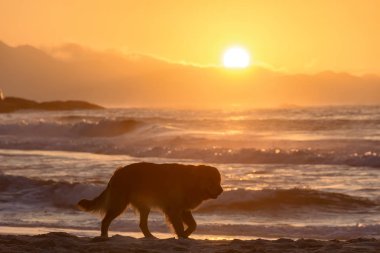 Golden Retriever Ipanema, Rio de Janeiro şeytanın plaj kum üzerinde gündoğumu için tempolu