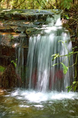 İğler kayalar ve bitki örtüsü arasında ışık tarafından aydınlatılmış orman iç küçük çağlayan