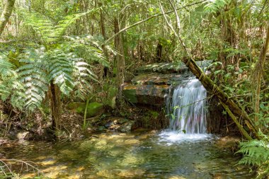 İğler kayalar ve bitki örtüsü arasında ışık tarafından aydınlatılmış orman iç küçük çağlayan