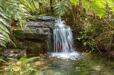 İğler kayalar ve bitki örtüsü arasında ışık tarafından aydınlatılmış orman iç küçük çağlayan