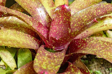 Bromeliad Brezilya Atlantik ormanı na yerel bırakır