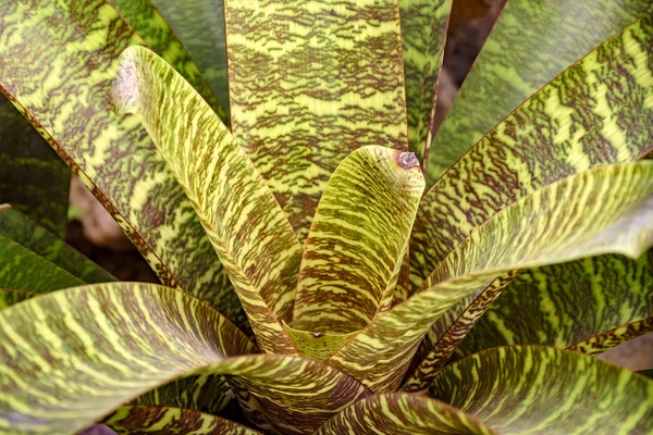 Bromelie Blätter Aus Dem Brasilianischen Atlantischen Wald — Stockfoto