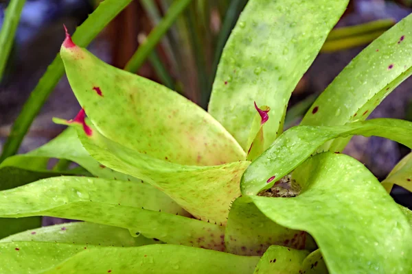 Blätter Der Grünen Bromelie Stammen Aus Dem Brasilianischen Atlantikwald — Stockfoto