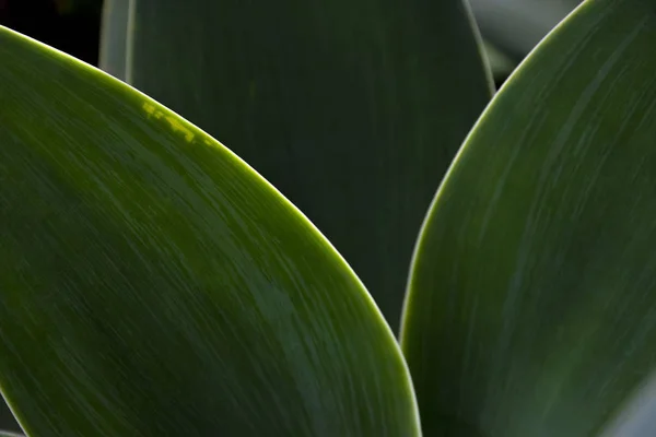 Detail Der Grünen Blätter Gegenlicht Mit Beleuchtetem Rand — Stockfoto