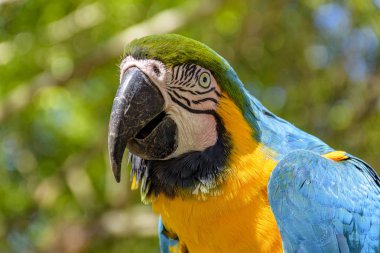 Macaw arkasında Brezilya yağmur ormanlarının bitki örtüsü ile bir dalı tünemiş
