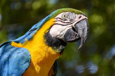 Macaw arkasında Brezilya yağmur ormanlarının bitki örtüsü ile bir dalı tünemiş