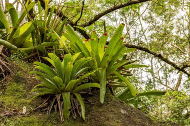 Brezilya yağmur ormanlarından ağaç gövdesinde Bromeliads Sao Paulo Ilhabela Adası'nda doğal yaşam alanı, Brezilya