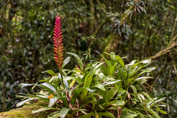 Bromeliad Tree Trunk Red Flower Brazilian Rainforest Its Natural Habitat — Stock Photo, Image