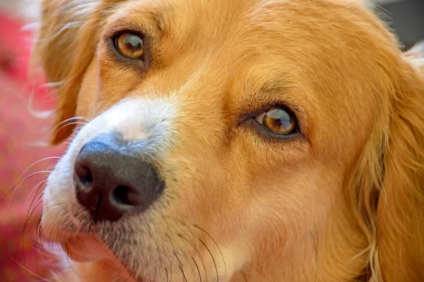 Mongrel Dog Puppy Closeup Looking Curious Camera — Stock Photo, Image